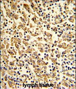 XPOT Antibody (N-term)