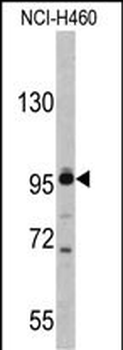 XPOT Antibody (C-term)