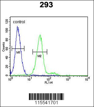 KIT Antibody (Y703)