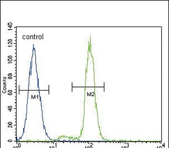 FER Antibody (C-term)