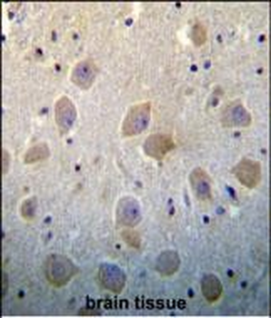 PTN Antibody (N-term)