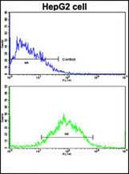 WBP2 Antibody (C-term)