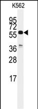 CDC25C Antibody (C-term)