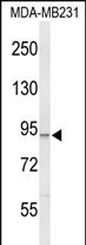 PIK3CG Antibody
