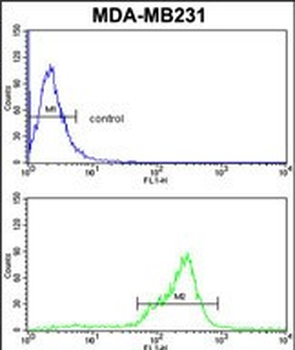 TBC1D4 Antibody (N-term)
