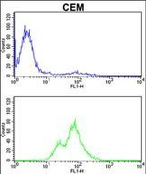 PRKCA Antibody (N-term)