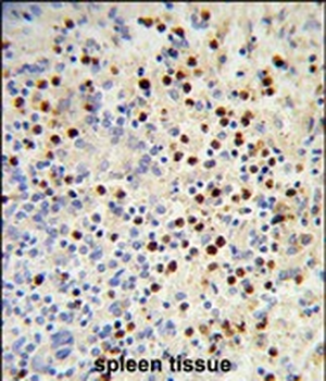 MDFIC Antibody (N-term)