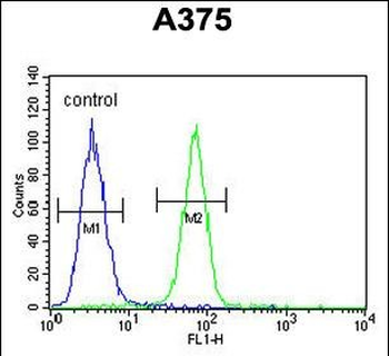 DERA Antibody (N-term)
