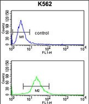 SLC3A1 Antibody (Center)