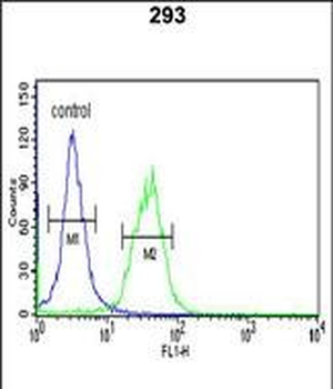 TRIB2 Antibody (N-term)