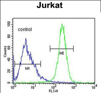ANGEL1 Antibody (C-term)