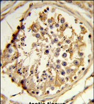 C14orf145 Antibody (Center)