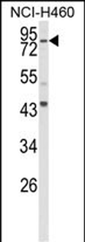 SPG20 Antibody (N-term)