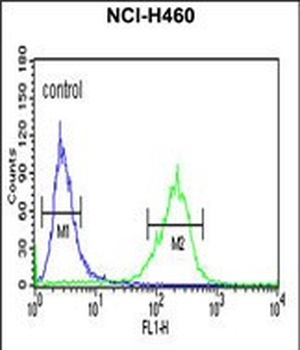 SPG20 Antibody (N-term)