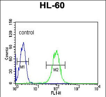 BPI Antibody (Center)