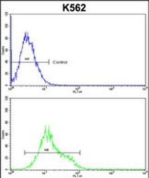 Denatured ATG1 Antibody