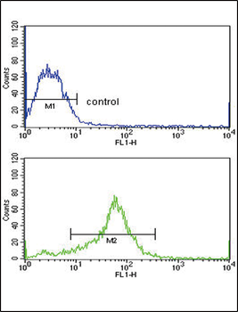 TIMP3 Antibody (Center)