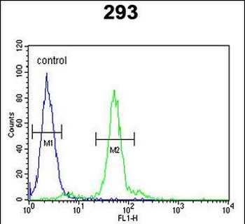 LOX Antibody (Center)