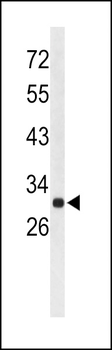 AFMID Antibody (N-term)