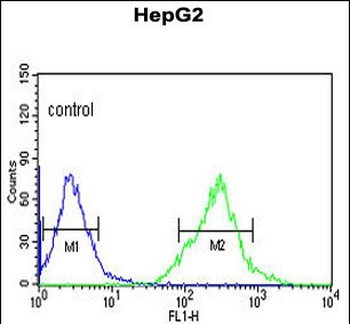 AFMID Antibody (N-term)