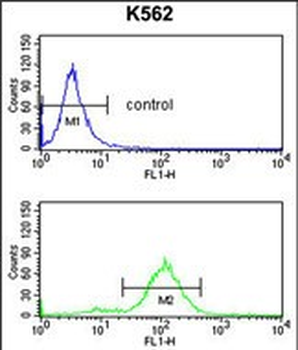 APOBEC3F Antibody (N-term)