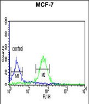 WDR37 Antibody (C-term)