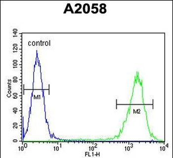 PTMS Antibody (C-term)