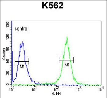 ACSM1 Antibody (N-term)