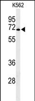 GPR50 Antibody (Center)