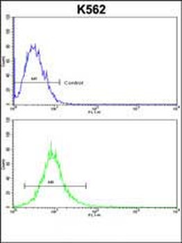 ND2 Antibody (N-term)