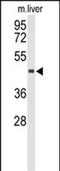 CHIA Antibody (N-term)