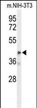 OLFML3 Antibody (Center)