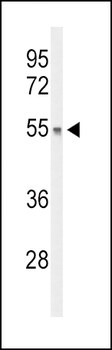 DGCR2 Antibody (Center)