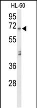 AMY1A Antibody (Center)