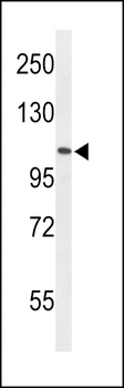 AF5q31 Antibody (N-term)