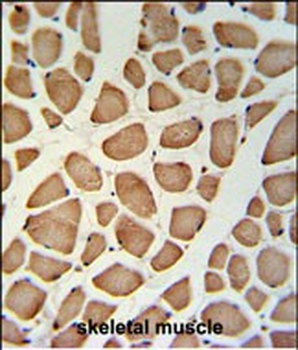 GPSN2 Antibody (C-term)