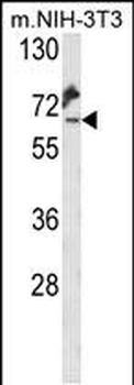 KLC2 Antibody (C-Term)