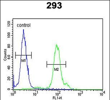 KLC2 Antibody (C-Term)