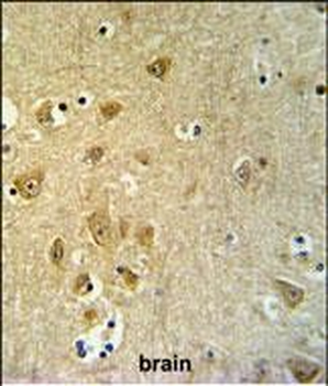 KLC2 Antibody (C-Term)