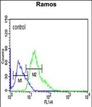 C19orf18 Antibody (Center)