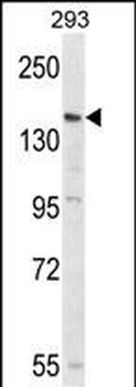 PCDH17 Antibody (C-term)
