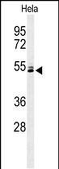 K2C78 Antibody (Center)