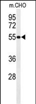 HIAT1 Antibody (C-term)