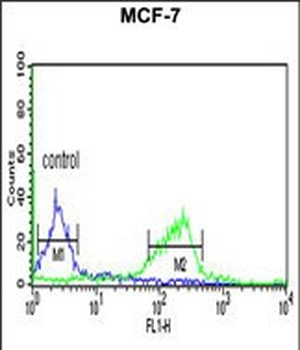 CI091 Antibody (C-term)