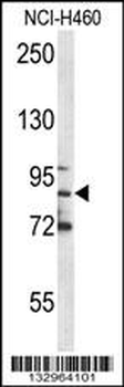 MPO Antibody (C-term)