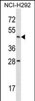 ACTL7B Antibody (N-term)