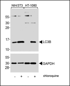 APG8B antibody