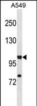 HIF1A Antibody (C-term)