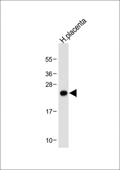 NEUROG3 antibody