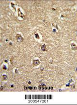 BECN1 Antibody (Ascites)